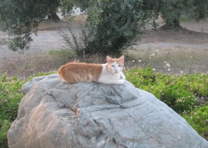 Eleonas Πανσιόν